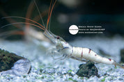 Snow Zebra captive-bred Sulawesi shrimp, photo 2