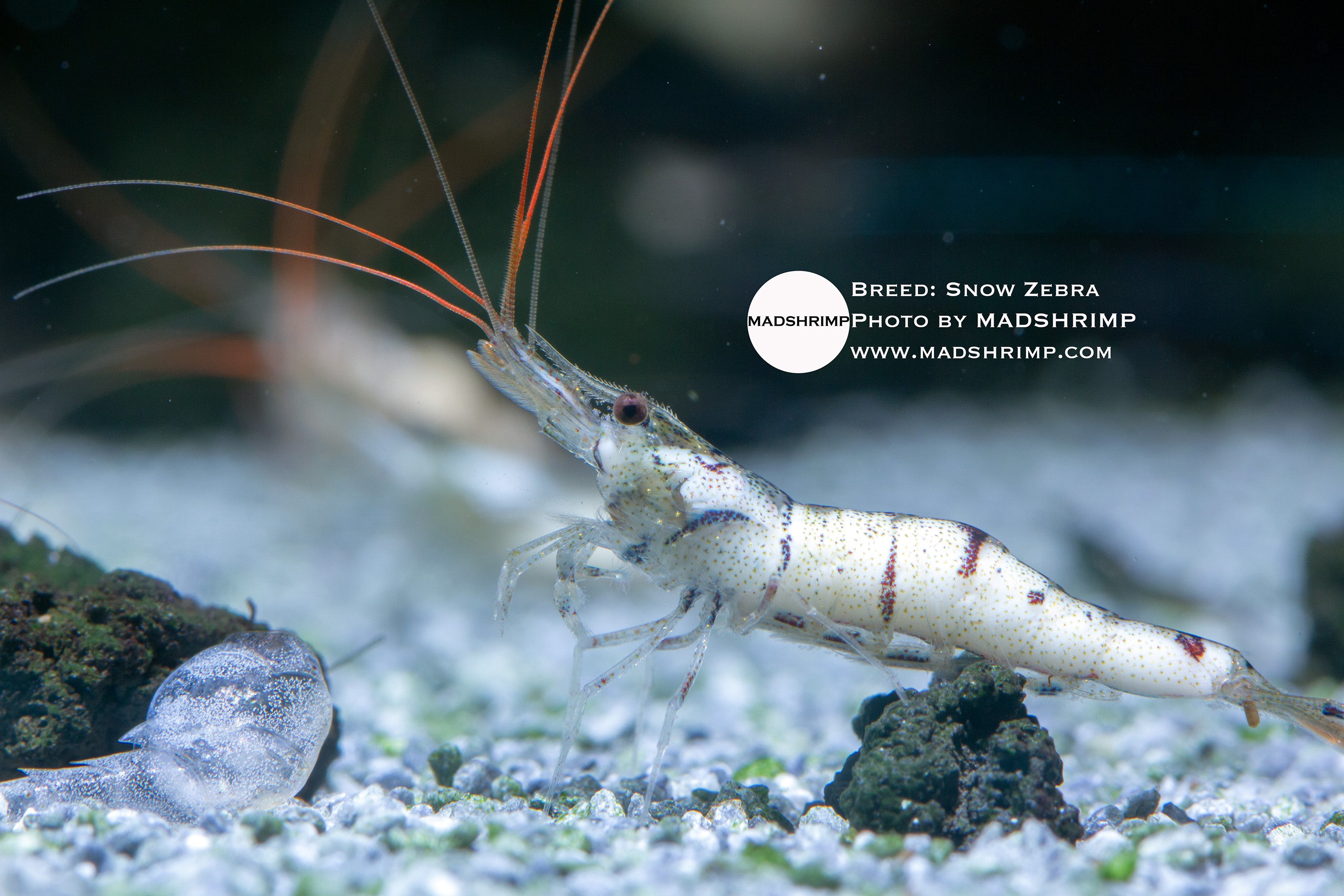 Snow Zebra captive-bred Sulawesi shrimp, photo 2