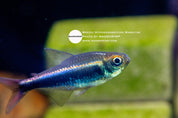 Bleeding blue tetra (Hyphessobrycon margitae), photo 2