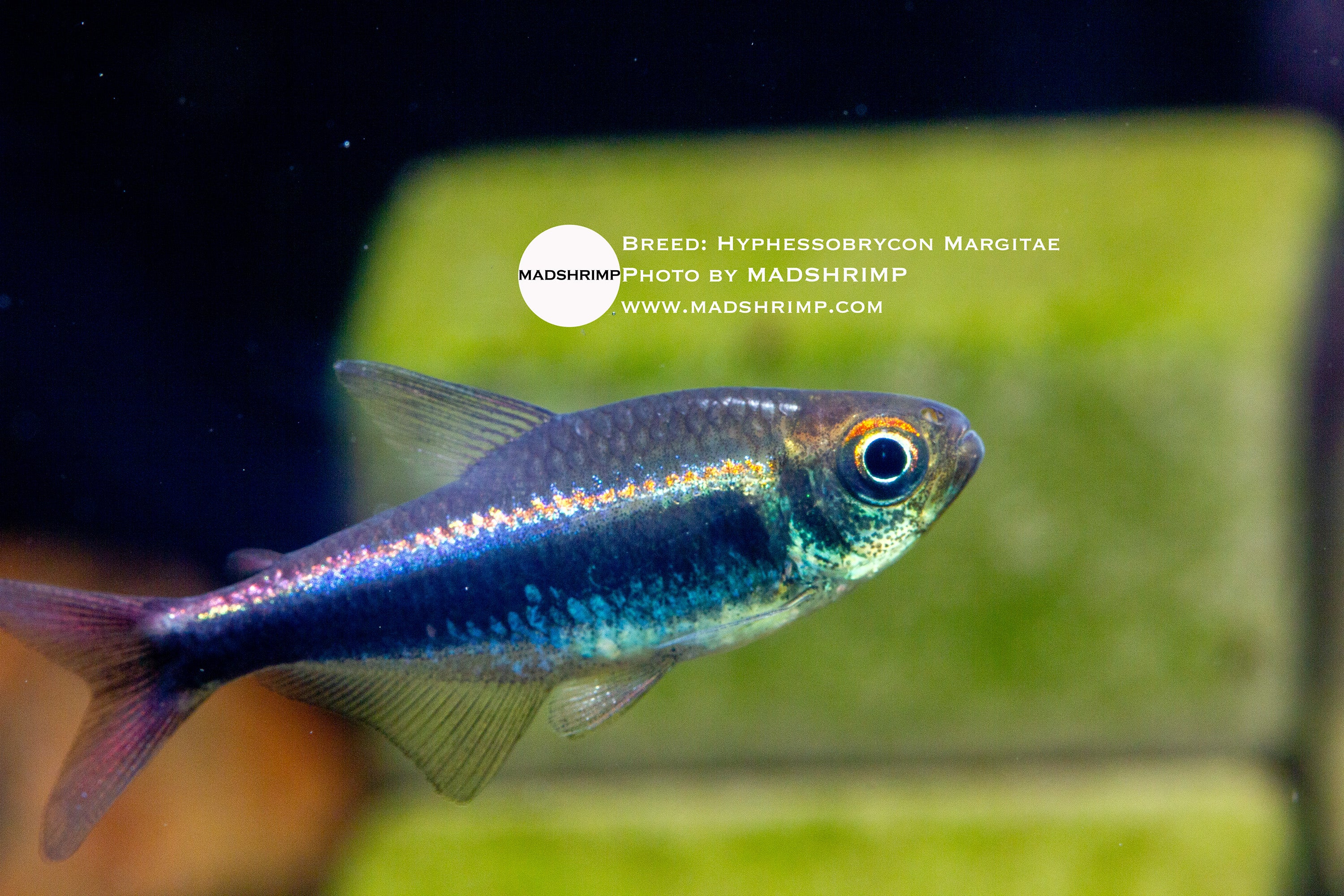Bleeding blue tetra (Hyphessobrycon margitae), photo 2