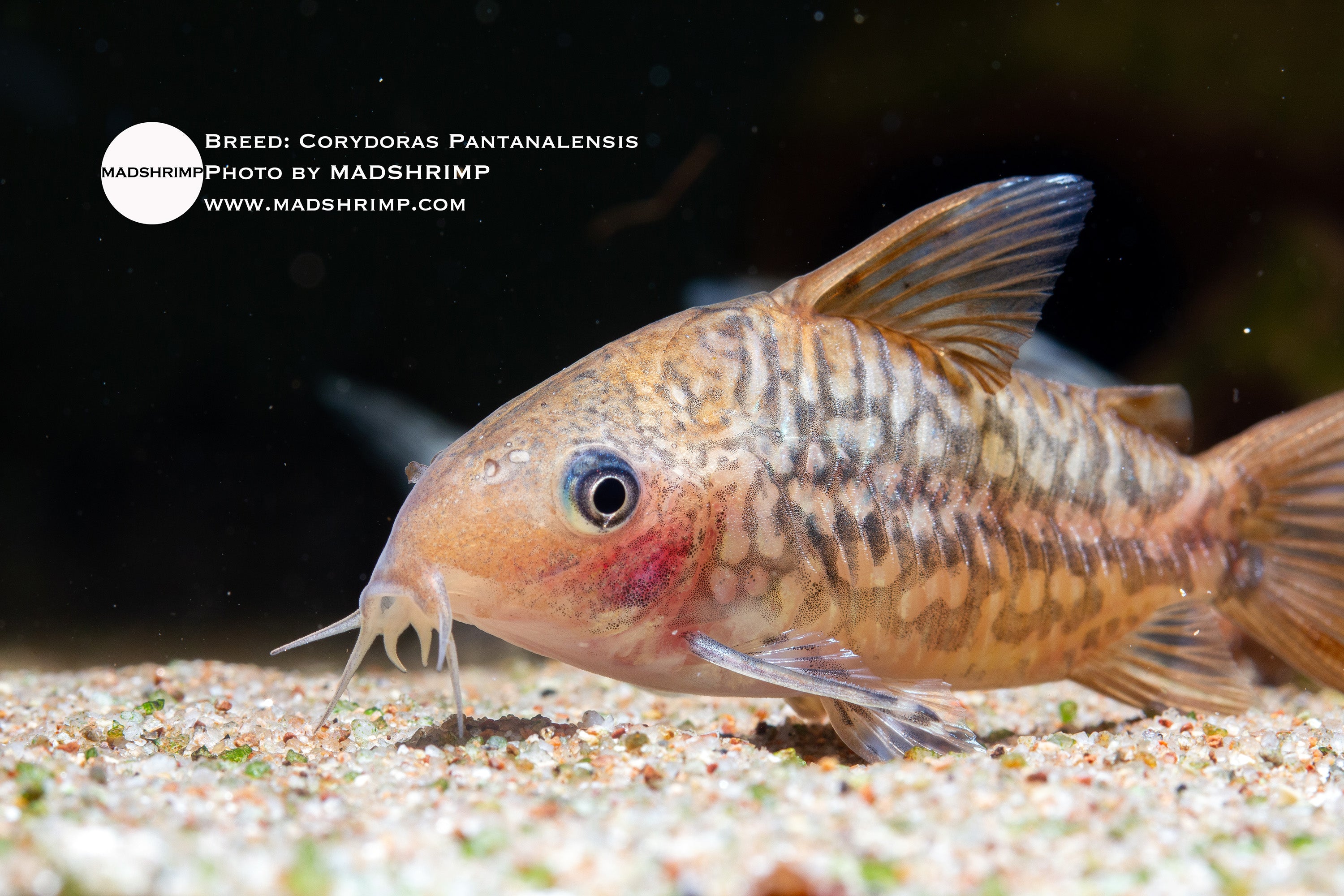 Corydoras pantanalensis (Brochis pantanalensis)