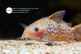 Brochis Pantanalensis