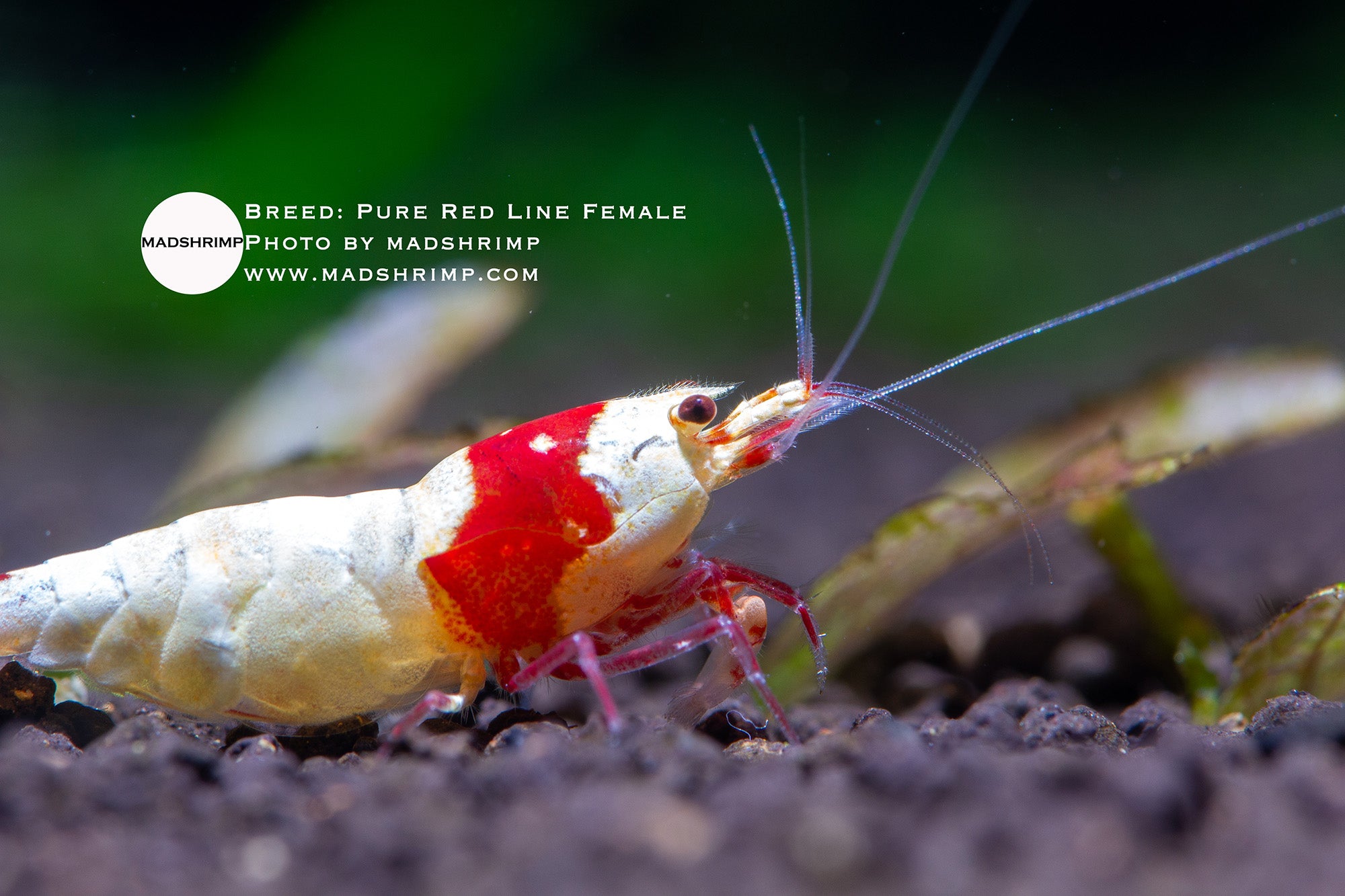 Pure Red Line shrimp breeding size