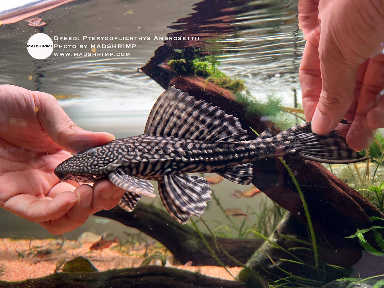 Pterygoplichthys Ambrosettii