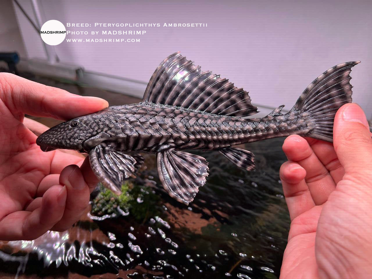 Pterygoplichthys Ambrosettii