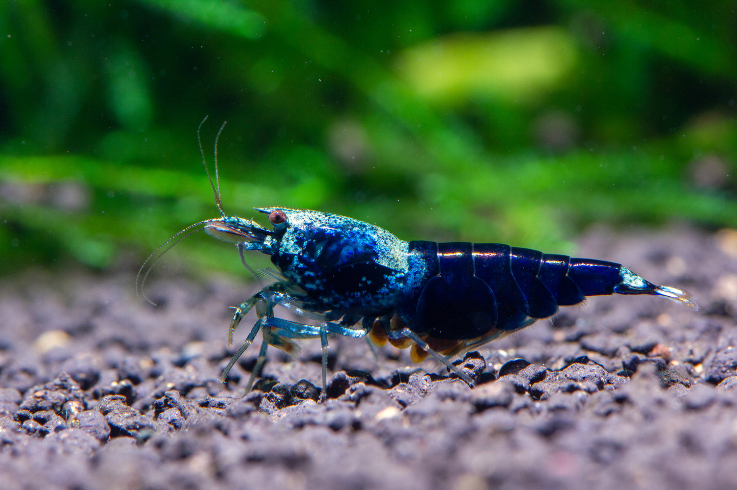 MADSHRIMP