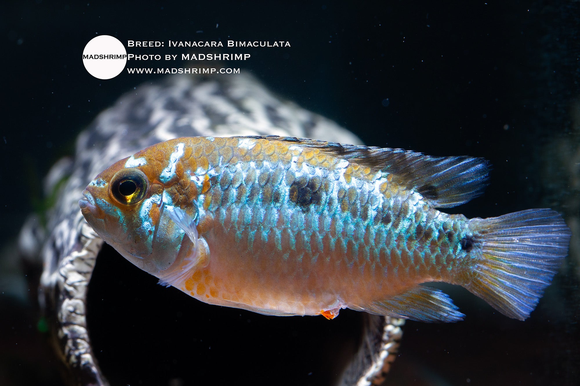 Ivanacara bimaculata cichlid