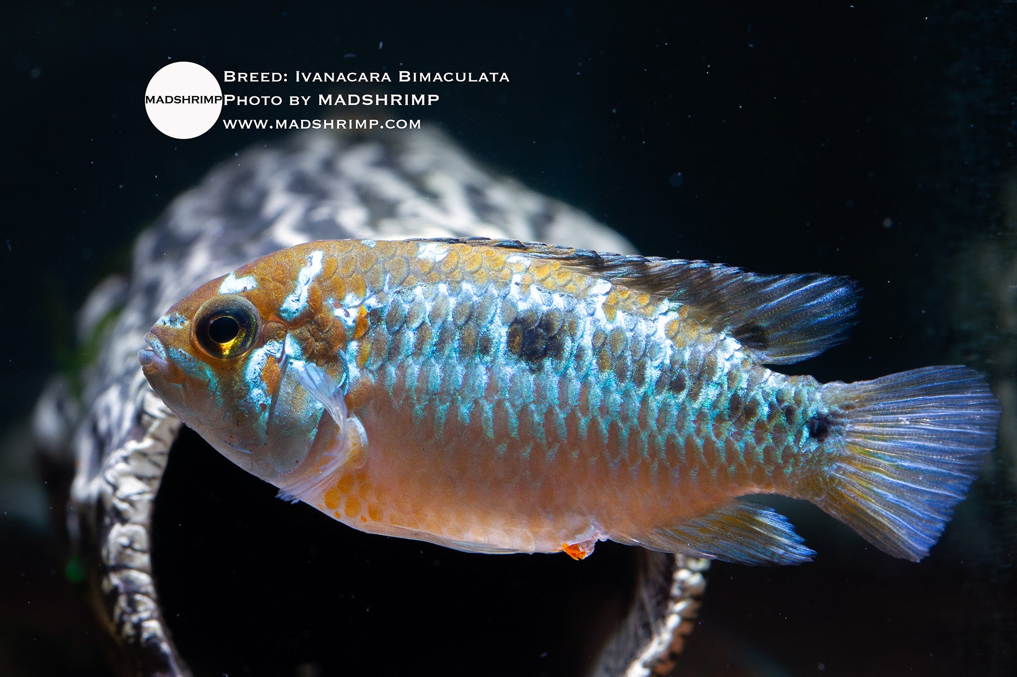 Ivanacara bimaculata cichlid
