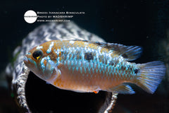 Ivanacara Bimaculata