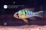 Mikrogeophagus Ramirezi