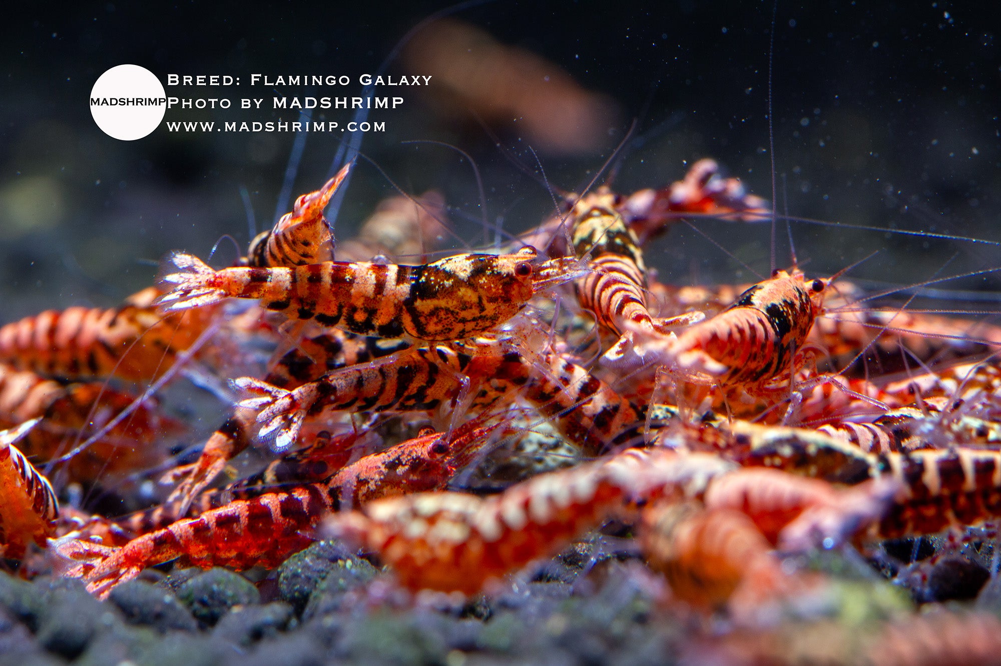 Flamingo Galaxy Caridina shrimp
