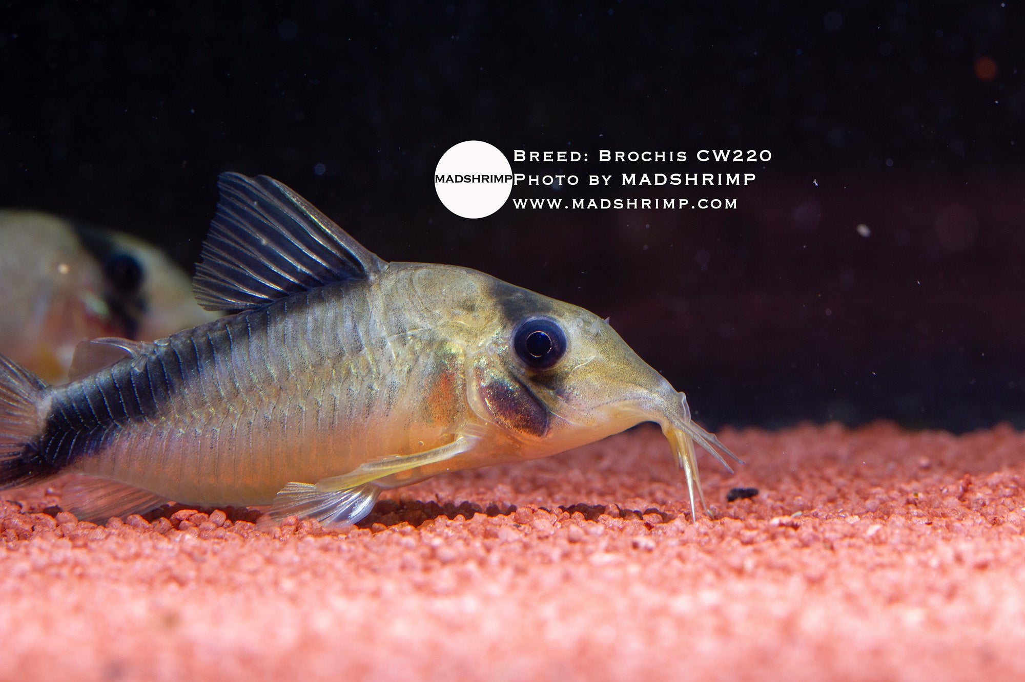 Brochis CW220 long-snouted yellow melini Corydoras