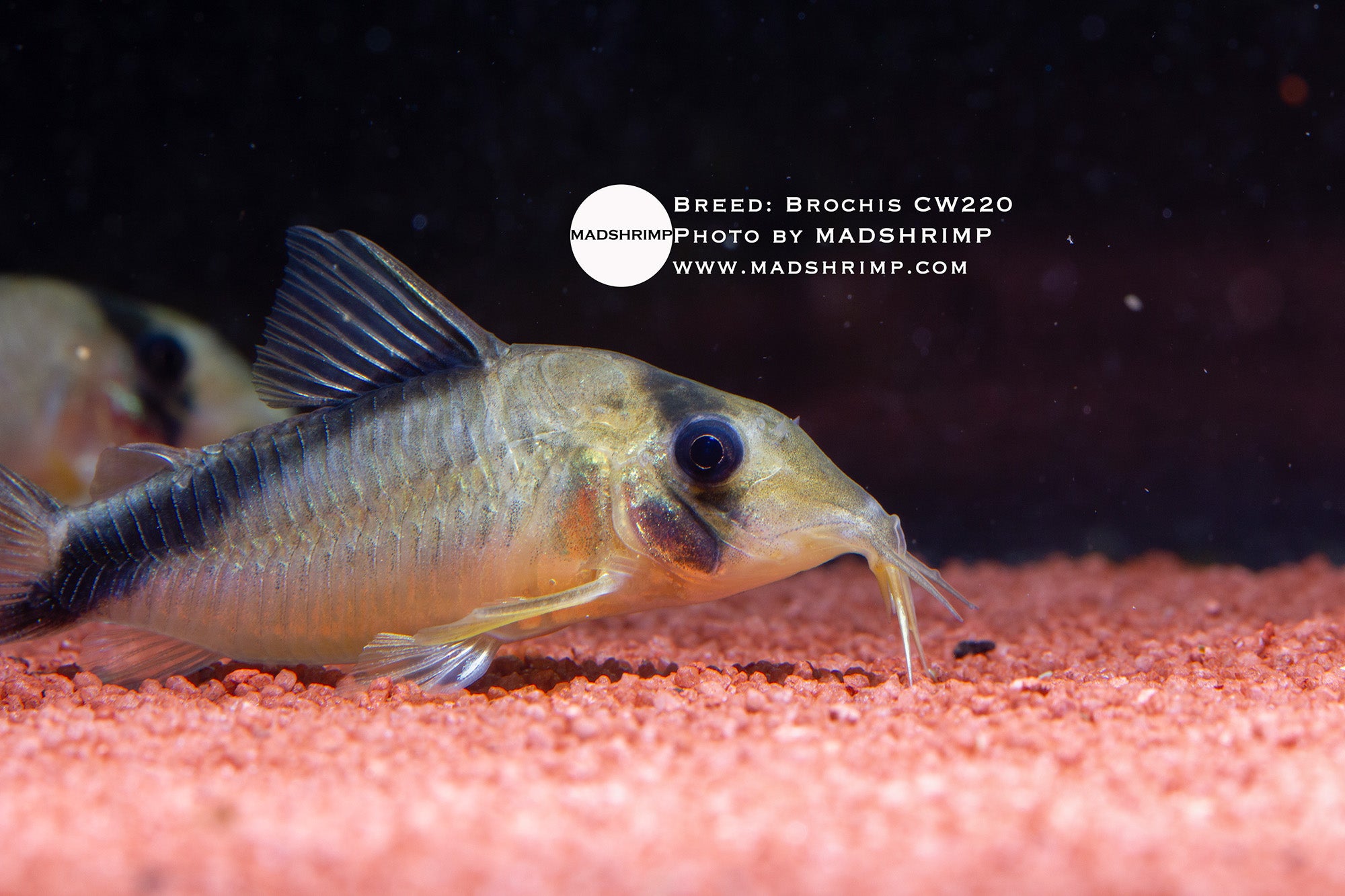 Brochis CW220 long-snouted yellow melini Corydoras