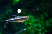 Hyphessobrycon sp. Rondonia tetra