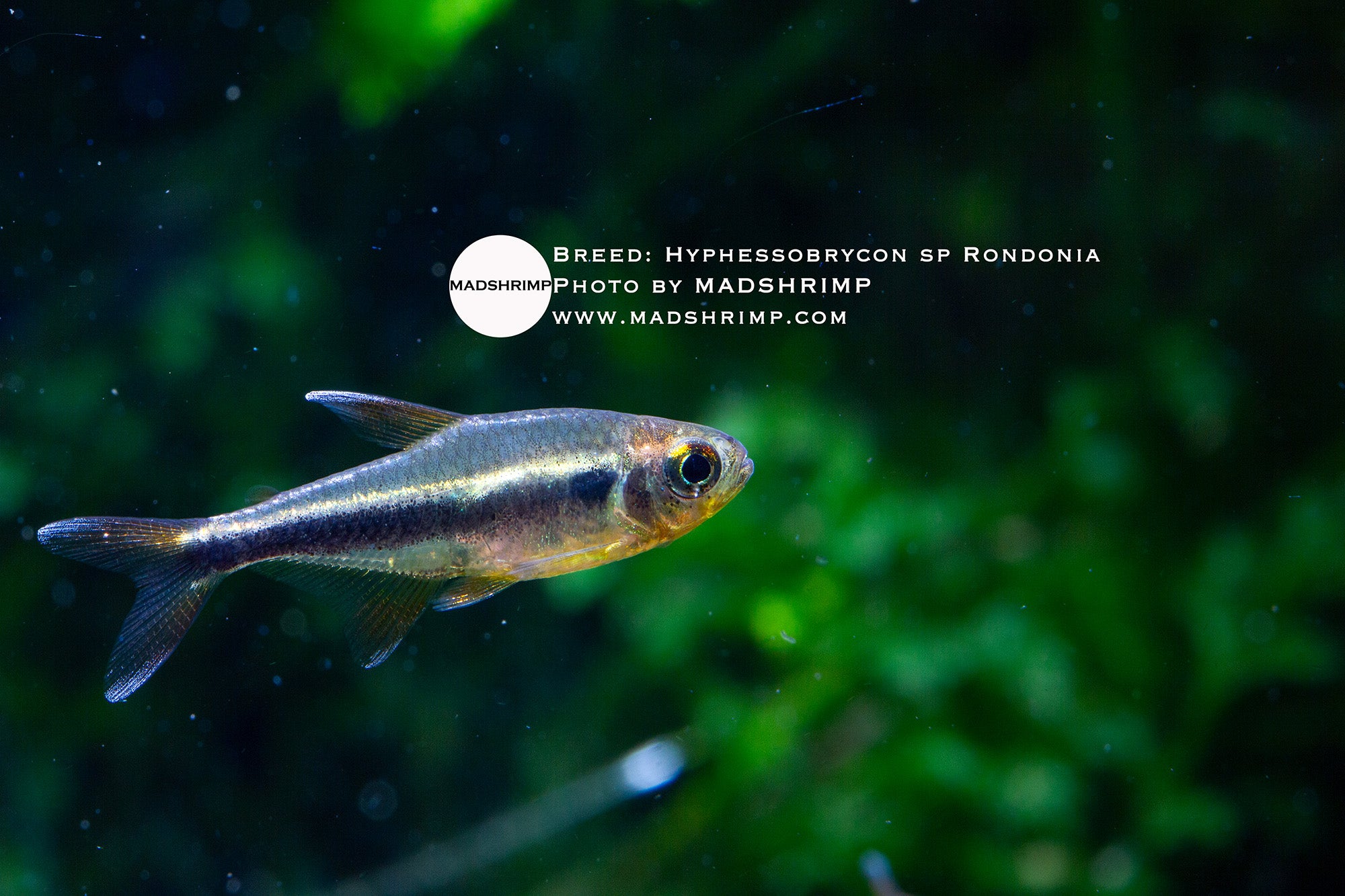 Hyphessobrycon sp. Rondonia tetra