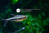 Hyphessobrycon sp Rondonia