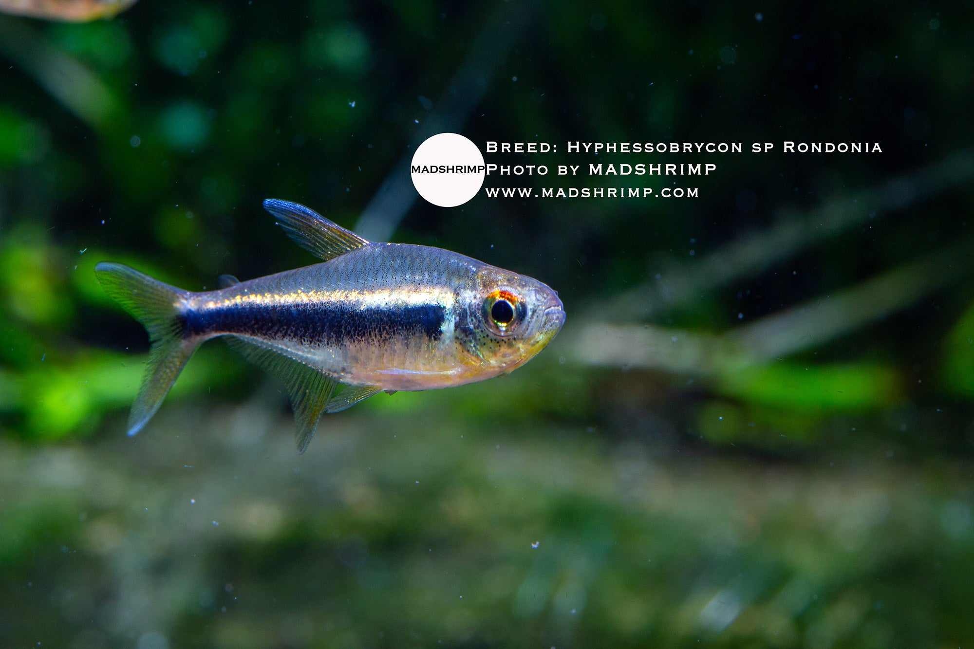Hyphessobrycon sp. Rondonia tetra, photo 2