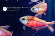 Red Devil tetra (Hyphessobrycon notidanos red)