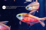 Hyphessobrycon Notidanos Red