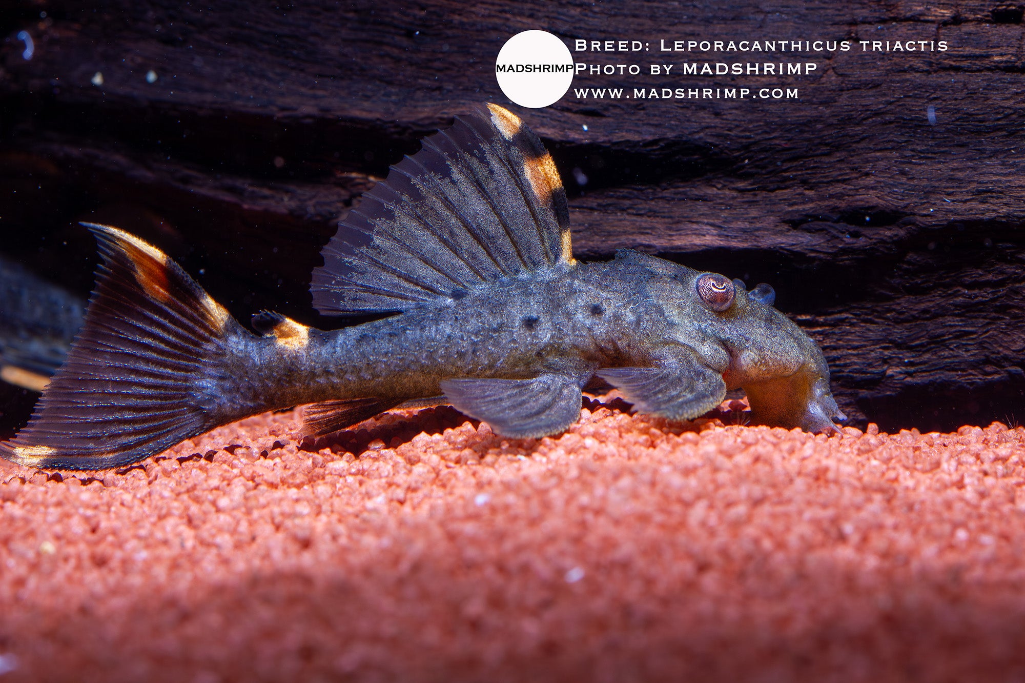 L91 Three Beacon pleco (Leporacanthicus triactis)