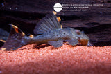Leporacanthicus triactis