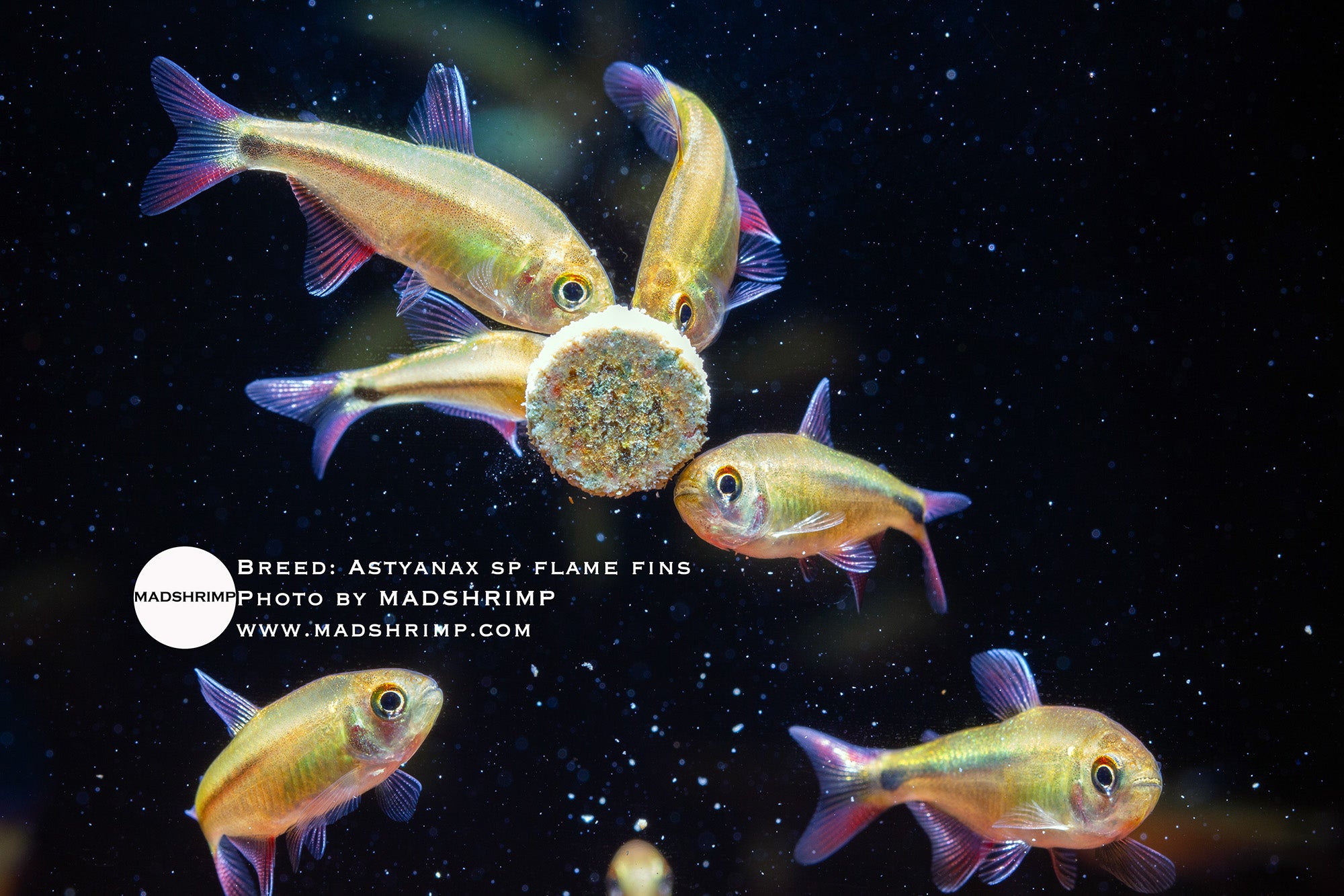 Flame fin tetra (Astyanax sp.)