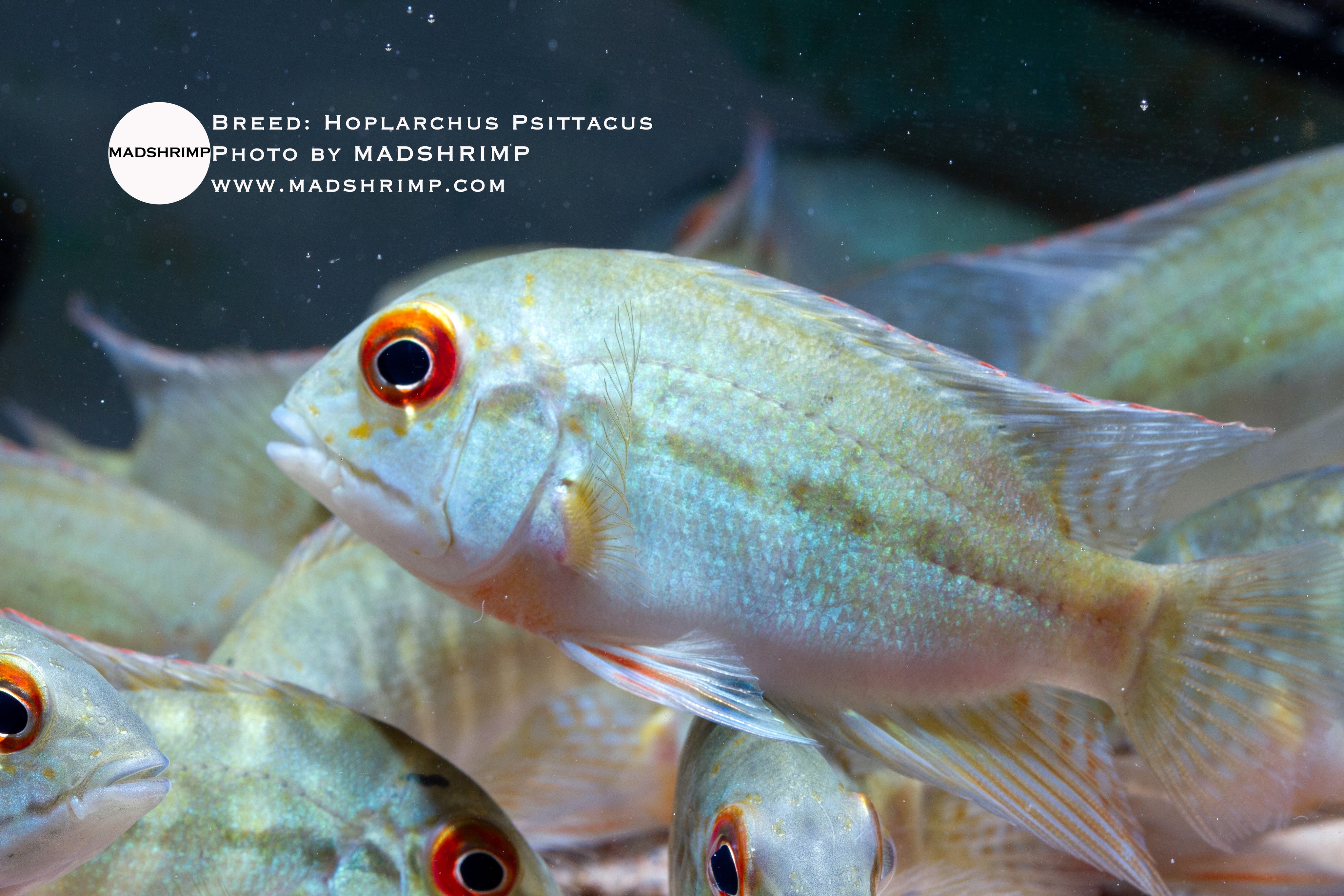 True Green Parrot cichlid (Hoplarchus psittacus)