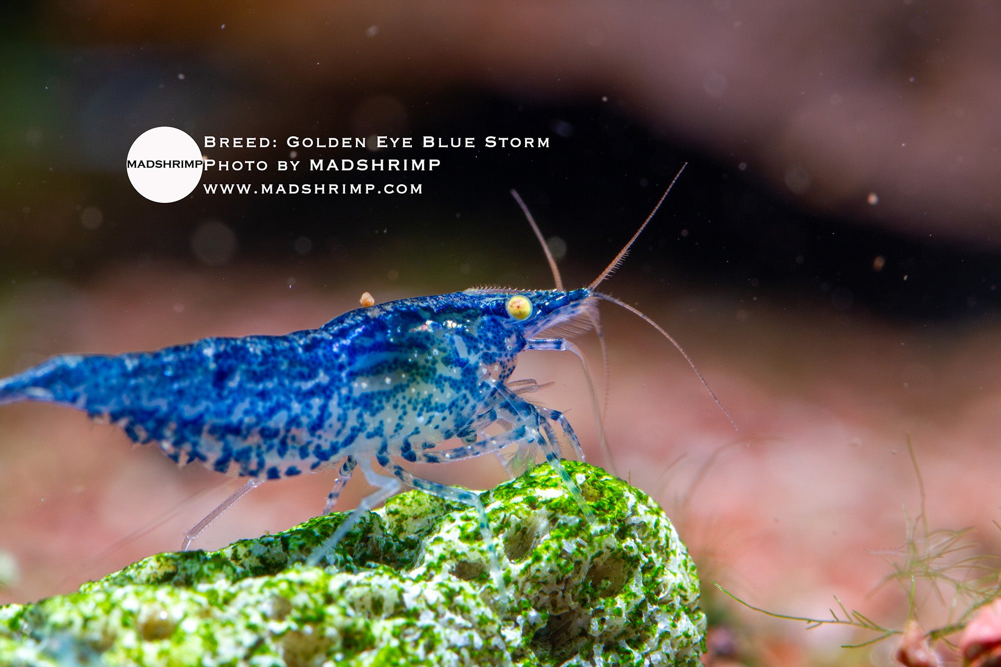 Golden Eye Blue Storm Neocaridina shrimp
