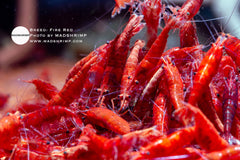 Fire Red