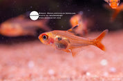 Red Phantom tetra (Megalamphodus sweglesi)