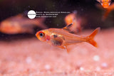Megalamphodus Sweglesi