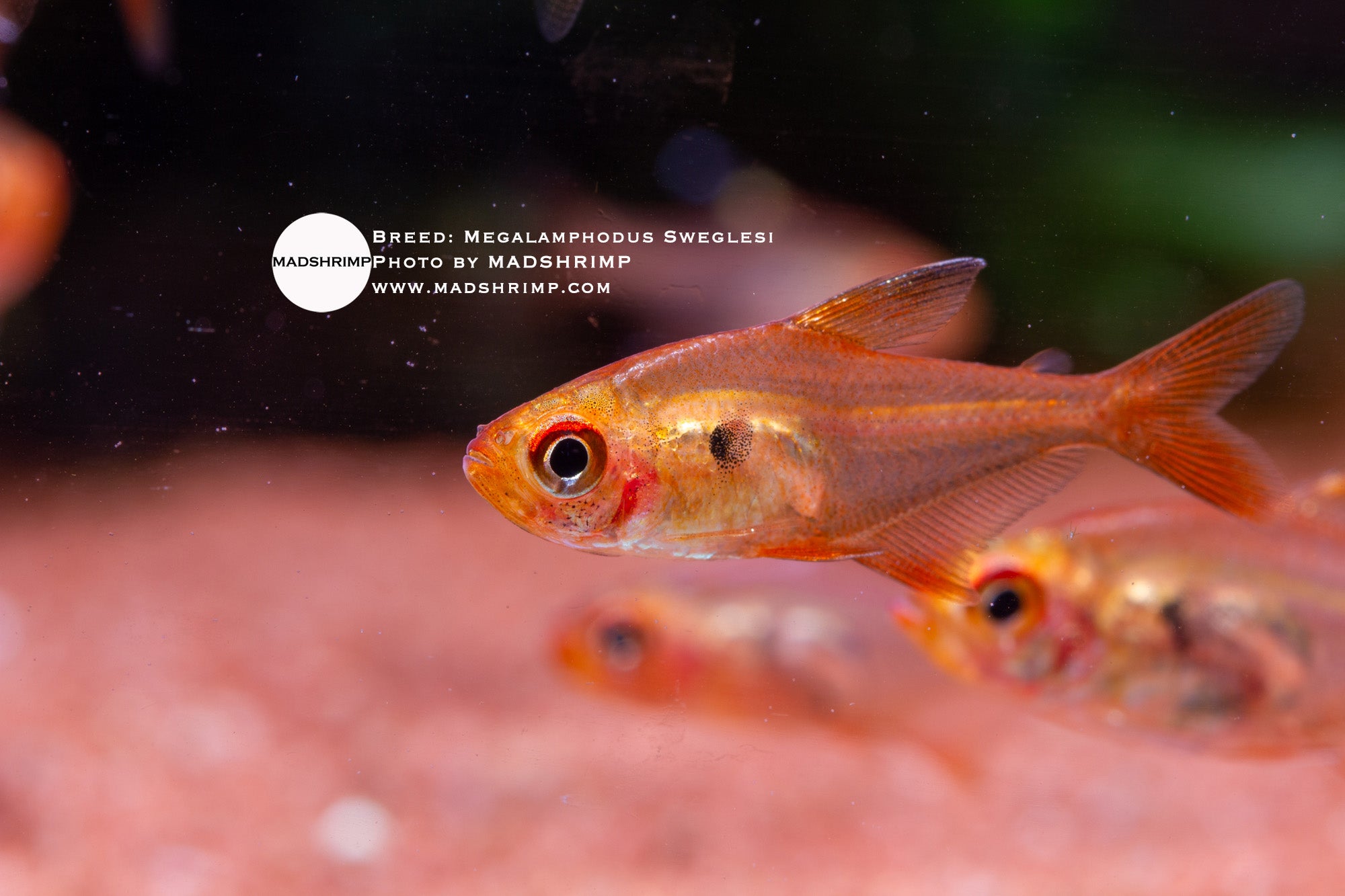 Red Phantom tetra (Megalamphodus sweglesi), photo 2