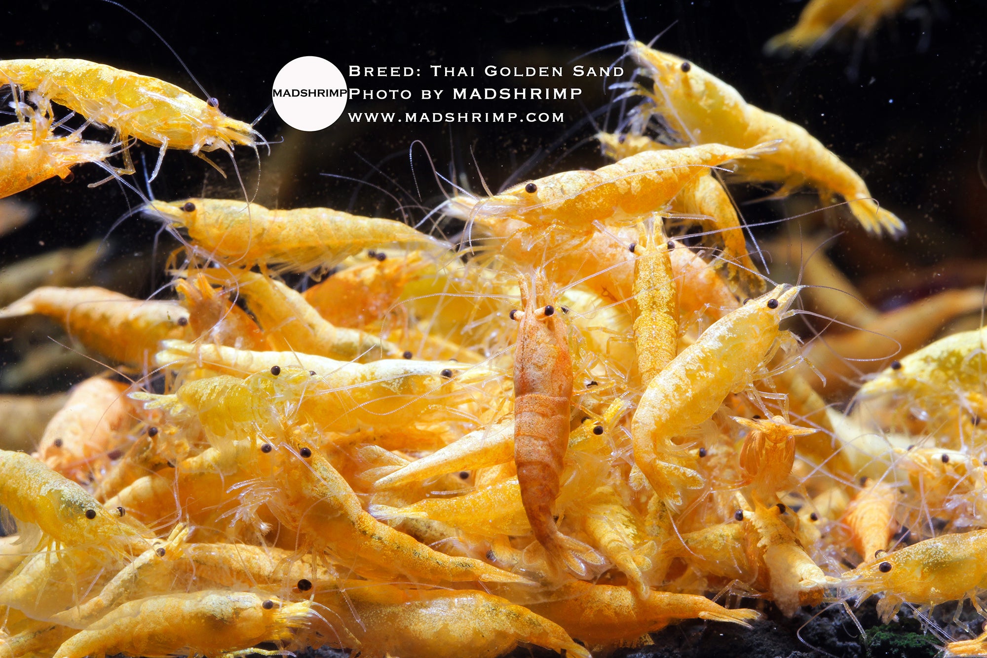 Golden Sand "Thai"