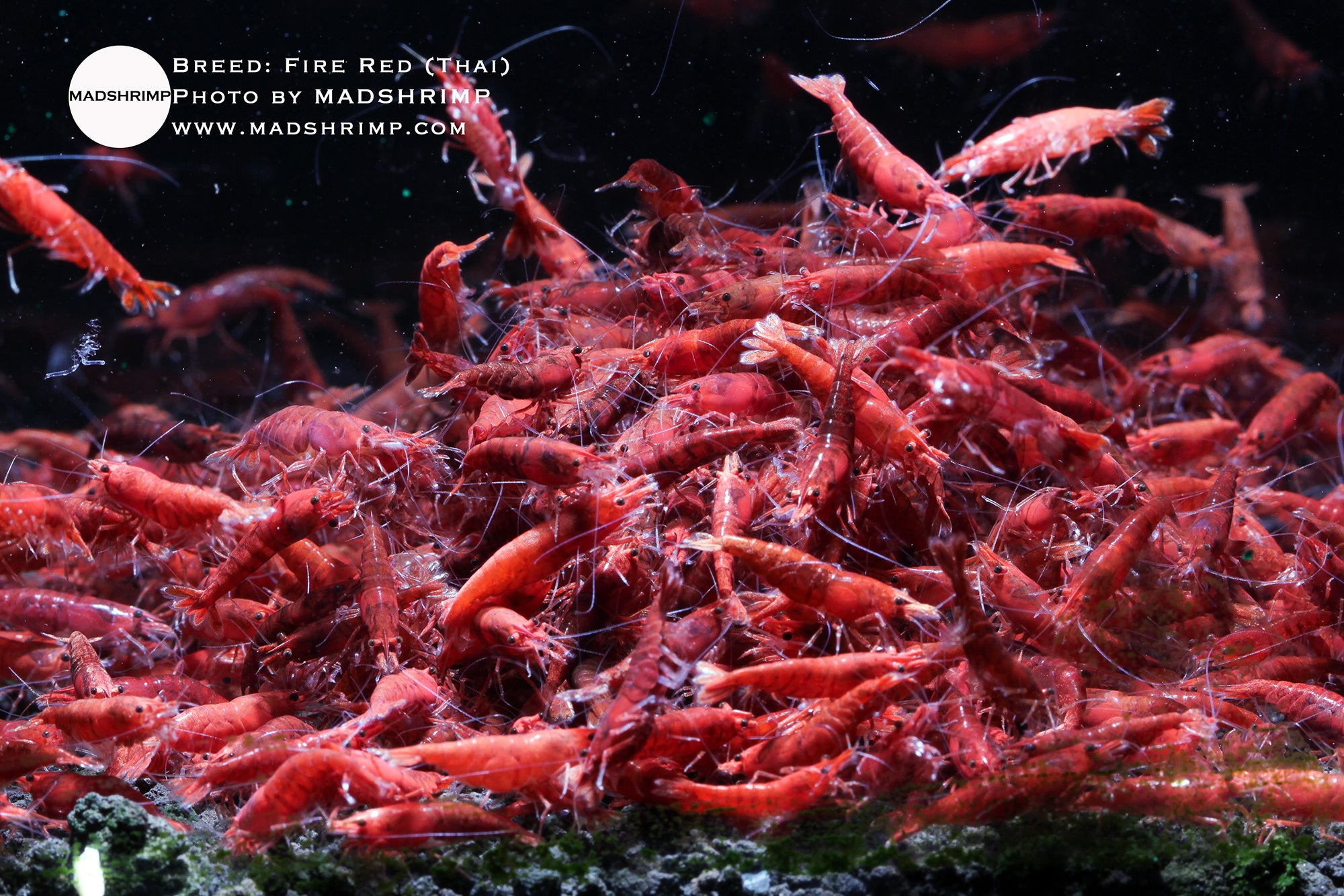 Fire Red Thai Neocaridina shrimp