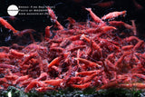 Fire Red "Thai"