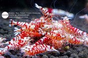 Red Fancy Tiger S grade Caridina shrimp