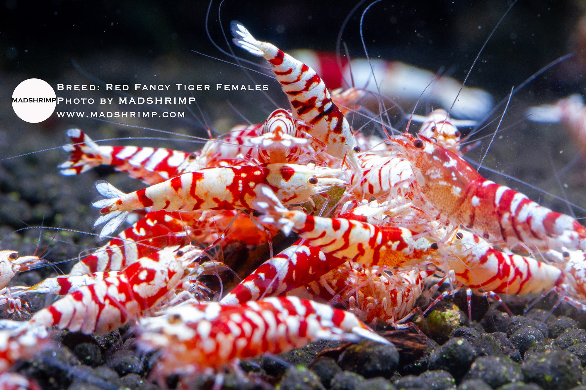 Red Fancy Tiger S grade Caridina shrimp