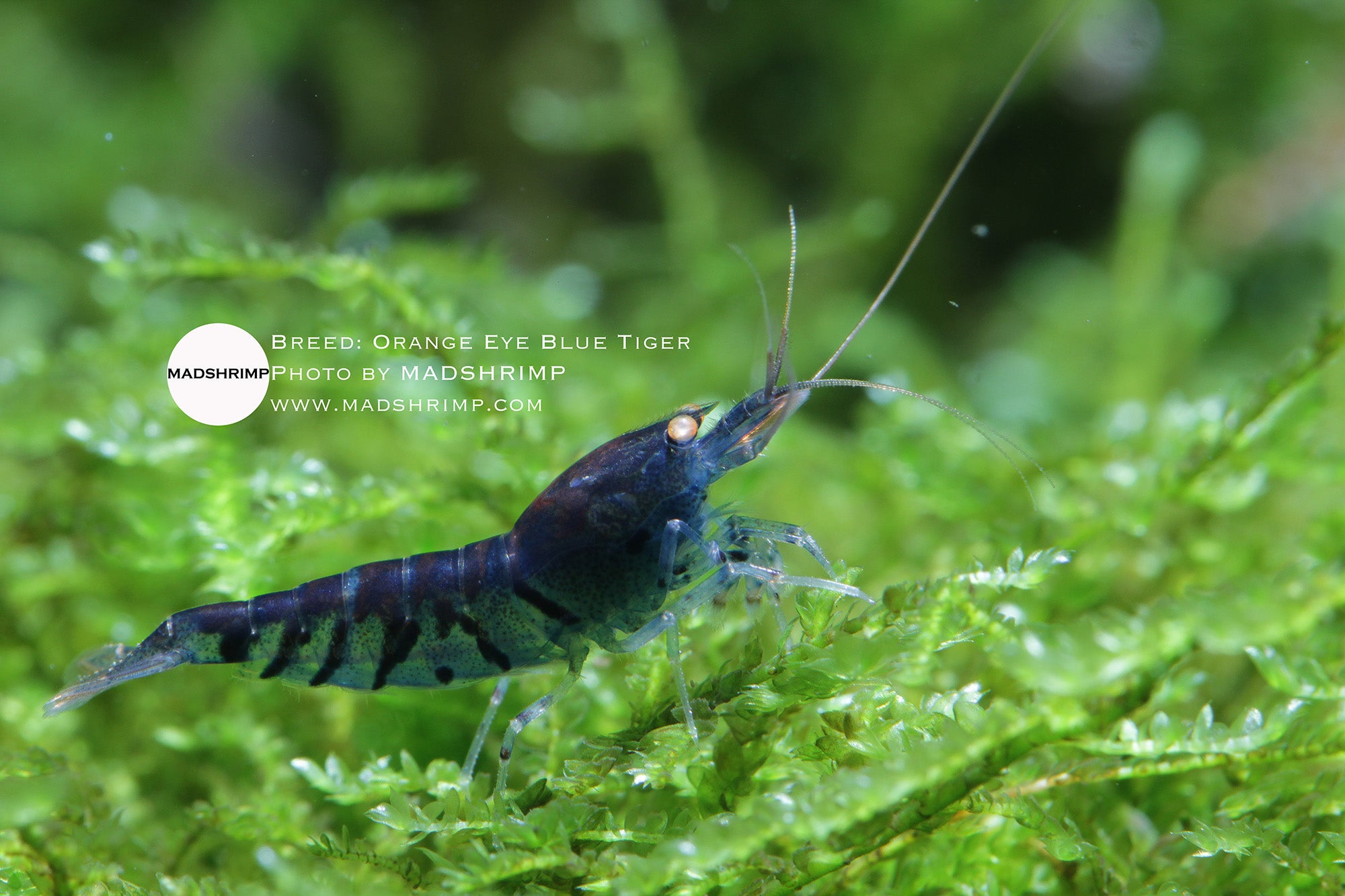 Orange Eye Blue Tiger shrimp with dark blue tiger stripes and an orange eye, on moss
