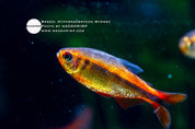Fire Ant tetra (Hyphessobrycon myrmex)