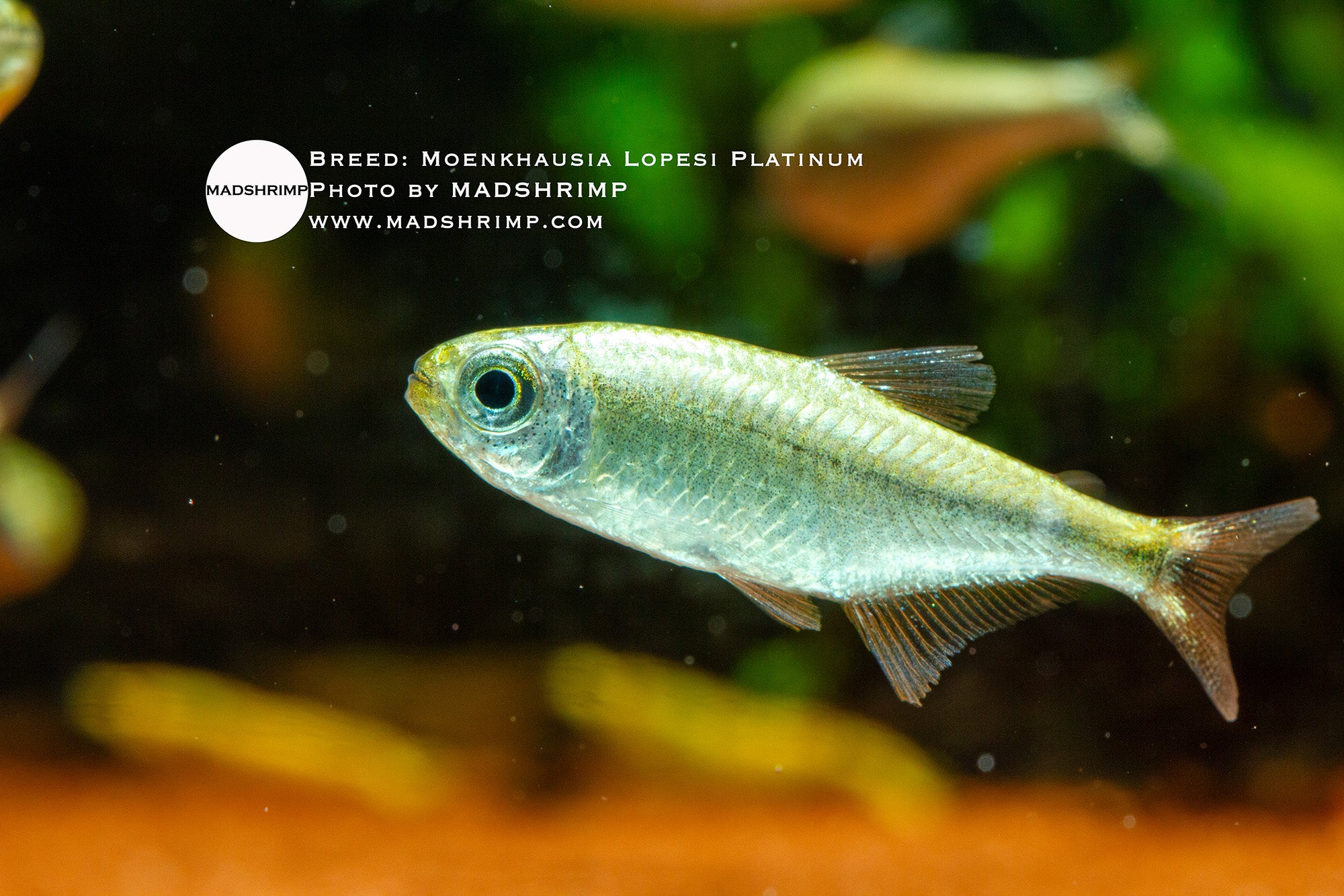 Moenkhausia lopesi Platinum tetra