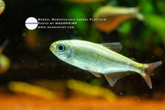 Moenkhausia Lopesi Platinum