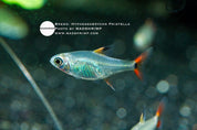 Hyphessobrycon sp. Pristella undescribed tetra