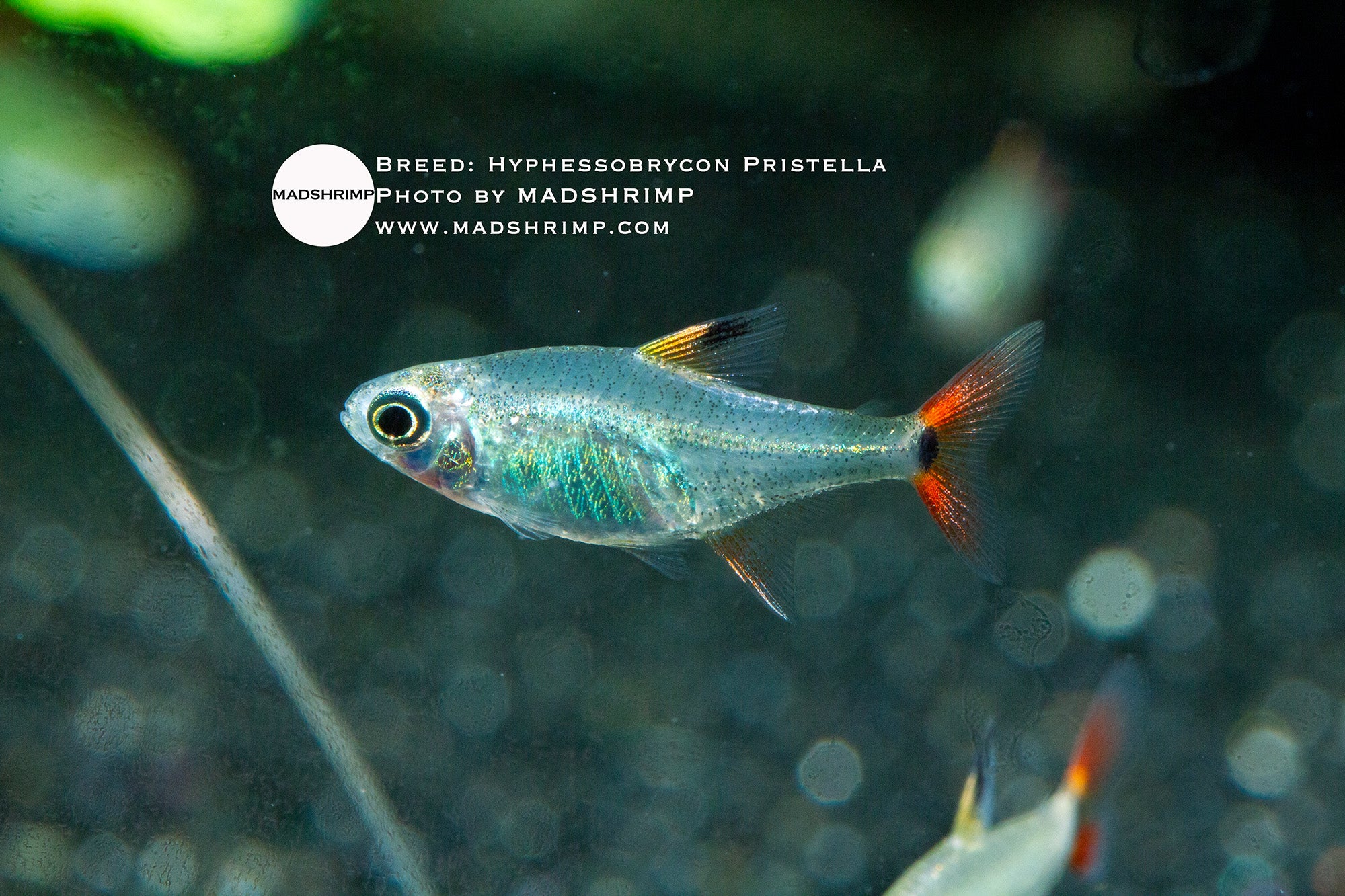 Hyphessobrycon sp. Pristella undescribed tetra