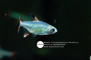 Hyphessobrycon sp. Pristella undescribed tetra, photo 2