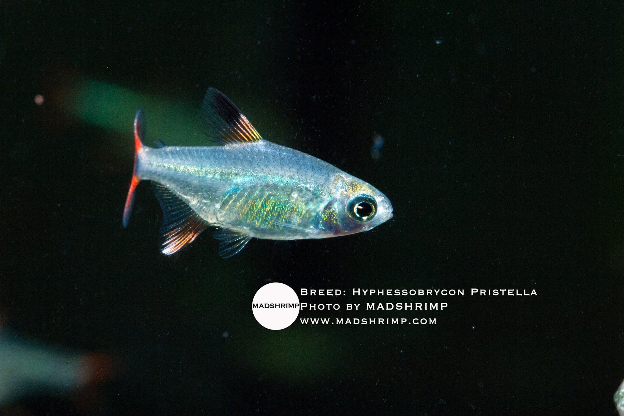 Hyphessobrycon sp. Pristella undescribed tetra, photo 2