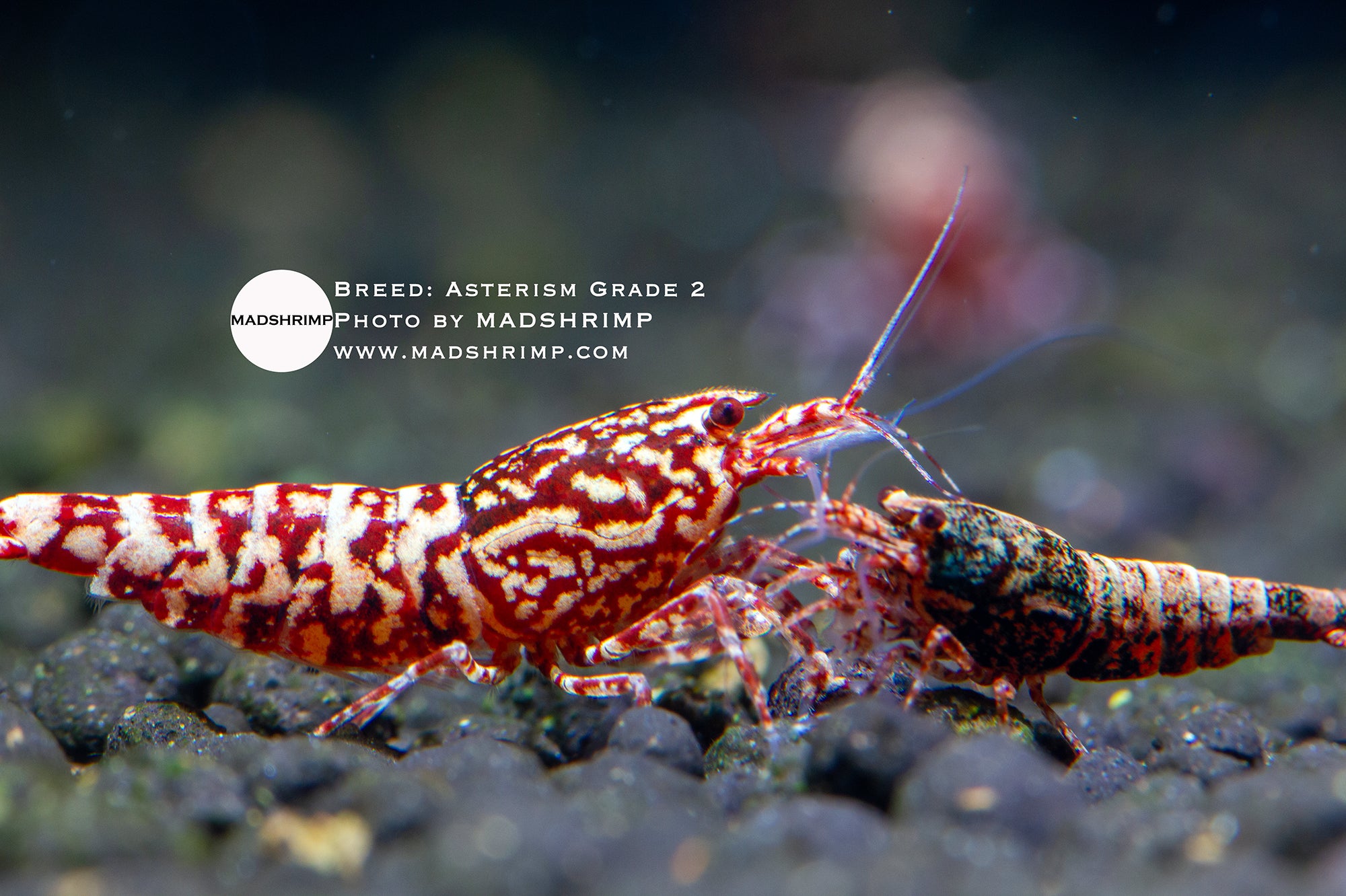Asterism Caridina shrimp grade 2