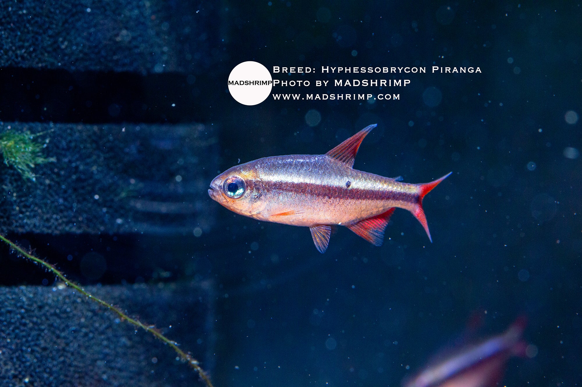 Fiery Red tetra (Hyphessobrycon piranga)