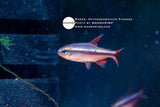 Hyphessobrycon Piranga