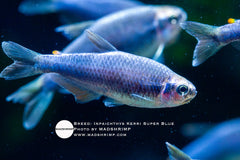 Inpaichthys Kerri Super Blue