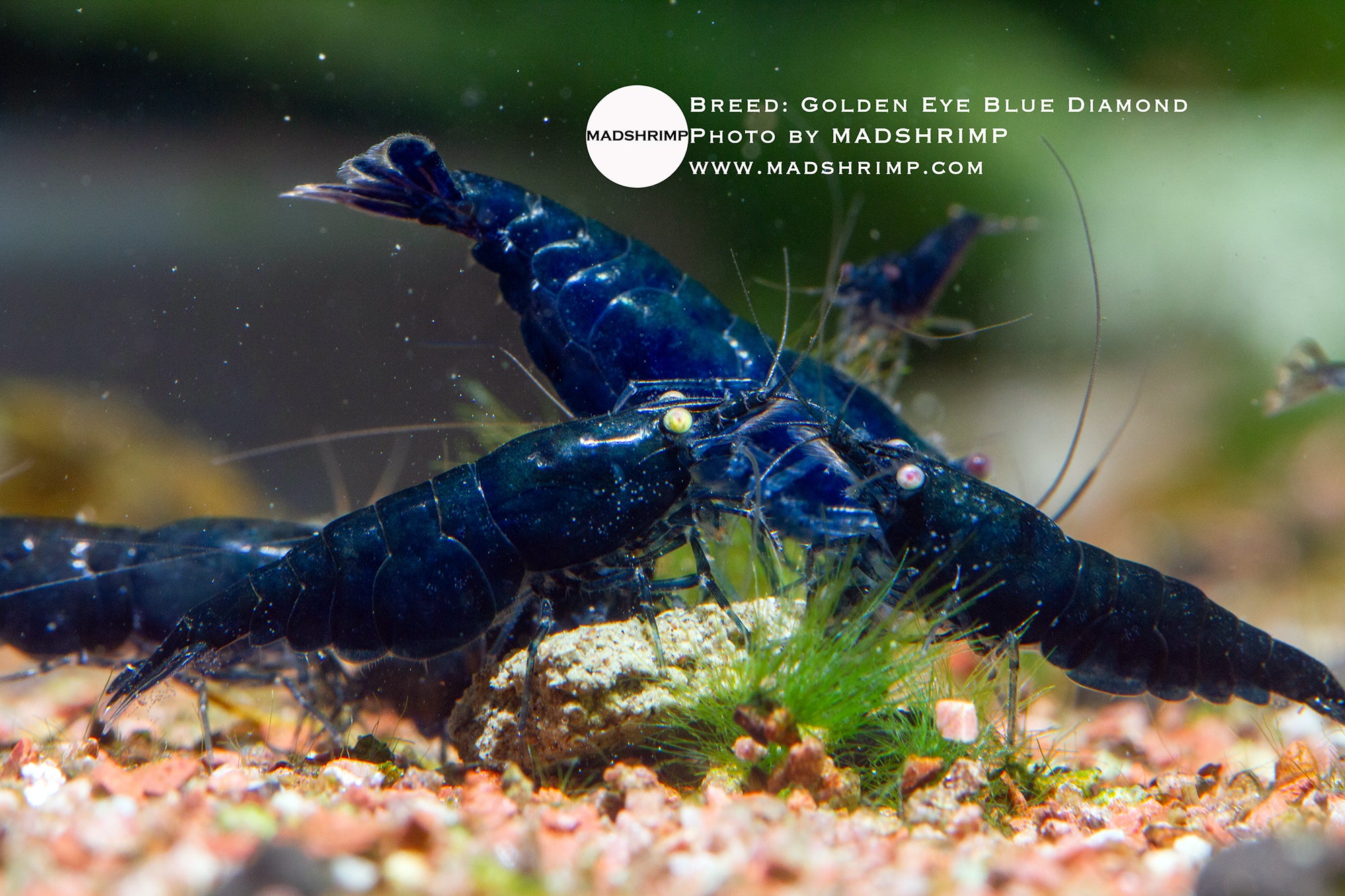 Golden Eye Blue Diamond Neocaridina shrimp